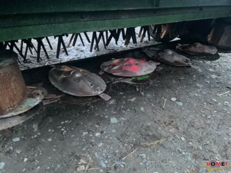Mower conditioner John Deere 1365 - 2